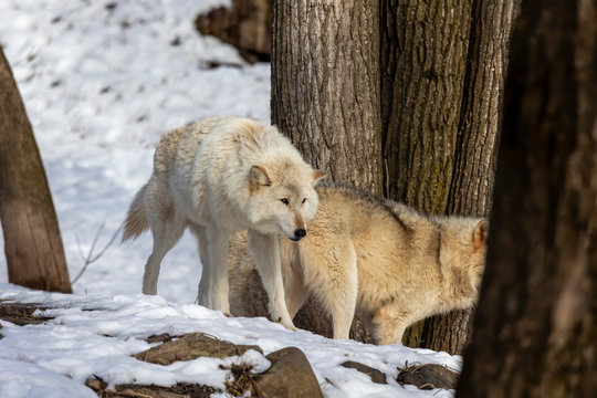  Grey wolf (Canis lupus)  also known in north America as Timber wolf in winter.