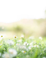 Zelfklevend Fotobehang Witte en gele madeliefjebloemen die in groen gras groeien © Corin Walker Bain
