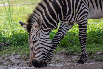 Fototapeta premium Hartmann's mountain zebra
