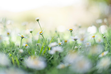 Daisy flowers growing in green grass