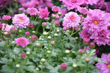 Various colorful chrysanthemum blooming in the flower garden.