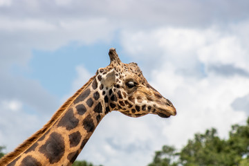 Giraffe