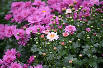 Various colorful chrysanthemum blooming in the flower garden.