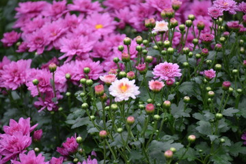 Various colorful chrysanthemum blooming in the flower garden.