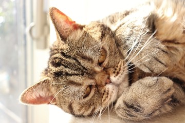 光に照らされる猫アメリカンショートヘアー