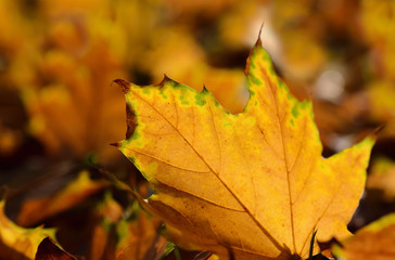Close-up and background of shining autumn leaves lying on the ground and illuminated by the sun