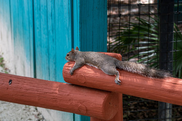 Gray squirrel