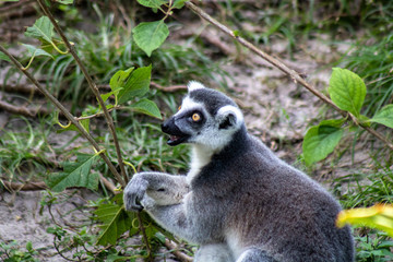 Ring tailed lemue