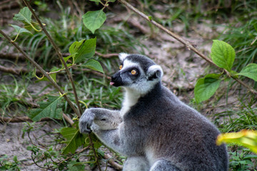 Obraz premium Ring tailed lemue