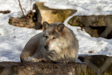  Grey wolf (Canis lupus)  also known in north America as Timber wolf in winter.