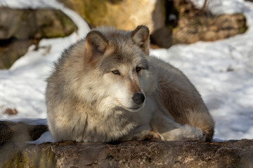 Grey wolf (Canis lupus)  also known in north America as Timber wolf in winter.