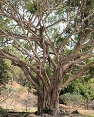 Majestic teak wood tree branches in the forest Thailand 