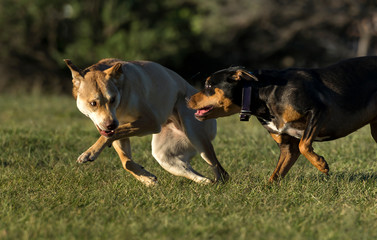 Fighting Dogs, Sydney