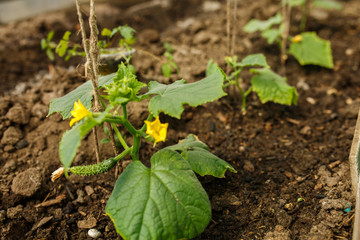planting of young green cucumbers in a greenhouse