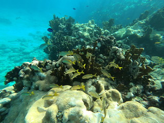Fish in Coral.JPG