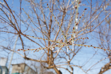icy branches with icicles on a sunny day