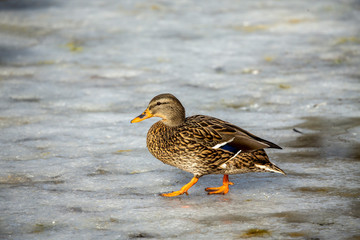 Duck. Mallard duck, male on the river. Natural scene from Wisconsin.