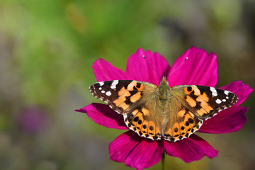 Fototapeta premium Close-up of a colorful butterfly on a blossom of a flower meadow in summer in Germany