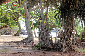 Thailand natural beach forest trees, showing their root structure