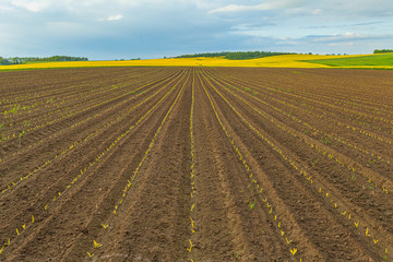 Agricultural Growth -Various Fields - Agriculture Farming Field