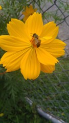 bee on flower