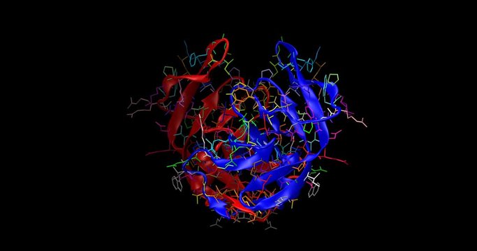 HIV-1 PROTEASE open conformation, amino acids in stick representation, 3D molecule spinning on Y axis