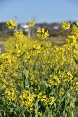 菜の花