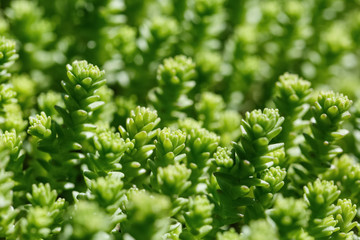 juicy grass and leaves taken off a large plateau