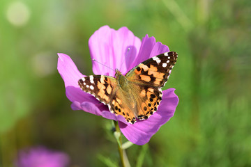 Close-up of a colorful butterfly on a blossom of a flower meadow in summer in Germany