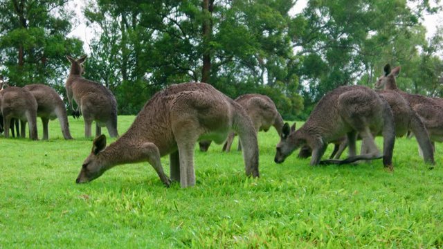 Mob of grey adult kangaroos grazing on green field, Australia.