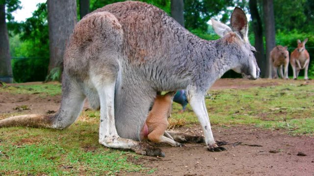Side close up view of Kangaroo with baby joey in pouch, Australia.