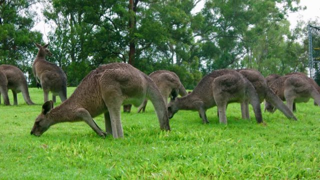 Kangaroo mob eating grass on a field, daytime, Australia