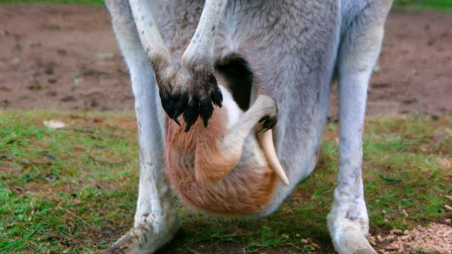 Close up front view baby joey kangaroo inside mother's pouch, Australia.