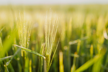 Fototapeta premium Agricultural Growth -Various Fields - Agriculture Farming Field