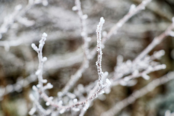제주도 한라산 1100고지 설경 눈꽃