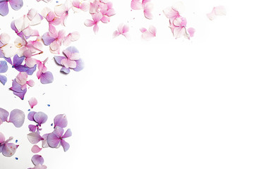 Pink and purple flower petals sprinkled on a white background