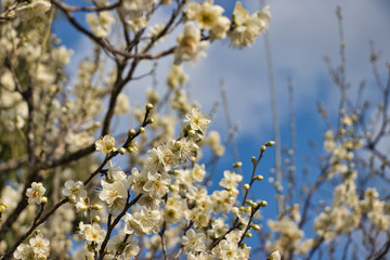 白い梅の花