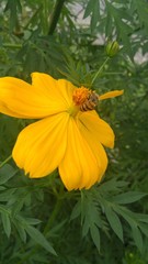 butterfly on yellow flower