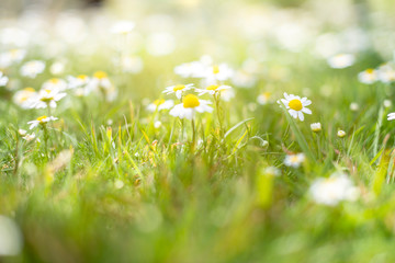 Daisy flowers in green grass