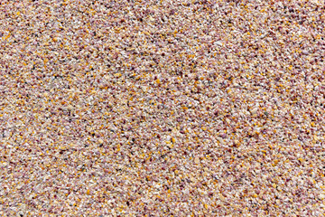 Tiny shells on a beach