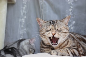 牙を出す変顔猫アメリカンショートヘアー
