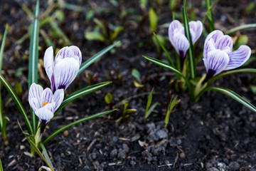Spring nature background with flowering violet crocus in early spring. Plural crocuses in the garden with sunlight.	