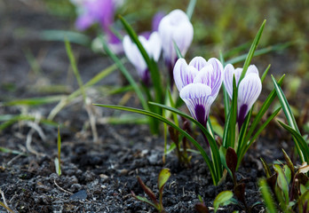 Flowering violet crocus in early spring. Plural crocuses in the garden with sunlight. Spring nature background. Close up	
