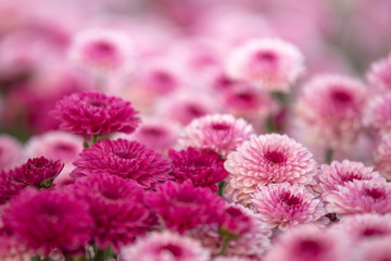 Beautiful pink flowers in the flower garden,select focus.