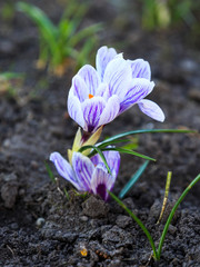 Spring nature background with flowering violet crocus in early spring. Plural crocuses in the...