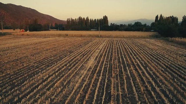 Drone footage of dry corn fields because of the drought problem in the agriculture in Chile