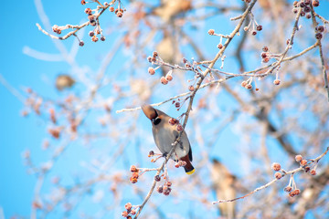 the Whistler bird sits on winter branches in the snow