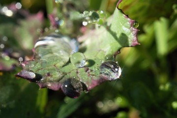 morning dew