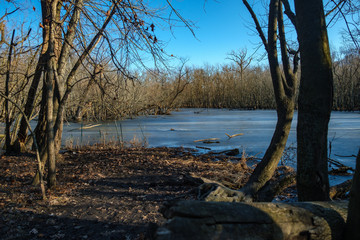 A frozen pond in LaBagh Woods surrounded by a forest of winter trees in the late day sun