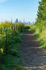 Low angle of a path lined by grasses and flowers with the city of Chicago in the background